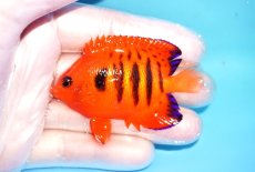 画像1: 【海水魚・ヤッコ】【通販】状態良好♪【クリスマス島産】フレームエンゼル（M）(個体販売）（±6.5cm） No.6（生体）(海水魚) (1)