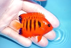 画像2: 【海水魚・ヤッコ】【通販】状態良好♪【クリスマス島産】フレームエンゼル（M）(個体販売）（±6.5cm） No.6（生体）(海水魚) (2)