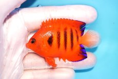 画像1: 【海水魚・ヤッコ】【通販】状態良好♪【クリスマス島産】フレームエンゼル（ML）(個体販売）（±7cm） No.7（生体）(海水魚) (1)