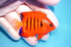 画像2: 【海水魚・ヤッコ】【通販】状態良好♪【クリスマス島産】フレームエンゼル（ML）(個体販売）（±7cm） No.7（生体）(海水魚) (2)