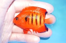 画像1: 【海水魚・ヤッコ】【通販】状態良好♪【クリスマス島産】フレームエンゼル（ML）(個体販売）（±7cm） No.8（生体）(海水魚) (1)