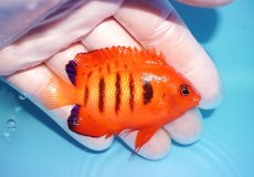 画像2: 【海水魚・ヤッコ】【通販】状態良好♪【クリスマス島産】フレームエンゼル（ML）(個体販売）（±7cm） No.8（生体）(海水魚) (2)