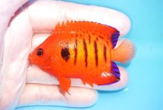 画像1: 【海水魚・ヤッコ】【通販】状態良好♪【クリスマス島産】フレームエンゼル（ML）(個体販売）（±7cm） No.9（生体）(海水魚) (1)