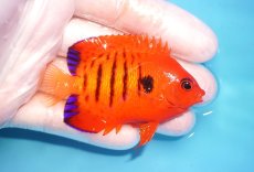 画像2: 【海水魚・ヤッコ】【通販】状態良好♪【クリスマス島産】フレームエンゼル（ML）(個体販売）（±7cm） No.9（生体）(海水魚) (2)