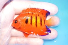画像1: 【海水魚・ヤッコ】【通販】状態良好♪【クリスマス島産】フレームエンゼル（ML）(個体販売）（±7cm） No.10（生体）(海水魚) (1)