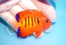 画像2: 【海水魚・ヤッコ】【通販】状態良好♪【クリスマス島産】フレームエンゼル（ML）(個体販売）（±7cm） No.10（生体）(海水魚) (2)