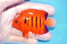 画像1: 【海水魚・ヤッコ】【通販】状態良好♪【クリスマス島産】フレームエンゼル（ML）(個体販売）（±7.5cm） No.11（生体）(海水魚) (1)