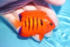 画像2: 【海水魚・ヤッコ】【通販】状態良好♪【クリスマス島産】フレームエンゼル（ML）(個体販売）（±7.5cm） No.11（生体）(海水魚) (2)