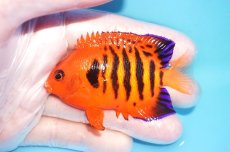 画像1: 【海水魚・ヤッコ】【通販】状態良好♪【クリスマス島産】フレームエンゼル（ML）(個体販売）（±7.5cm） No.12（生体）(海水魚) (1)