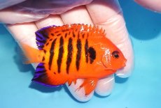 画像2: 【海水魚・ヤッコ】【通販】状態良好♪【クリスマス島産】フレームエンゼル（ML）(個体販売）（±7.5cm） No.12（生体）(海水魚) (2)