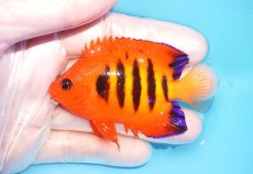 画像1: 【海水魚・ヤッコ】【通販】状態良好♪【クリスマス島産】フレームエンゼル（L）(個体販売）（±8cm） No.13（生体）(海水魚) (1)