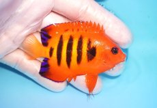 画像2: 【海水魚・ヤッコ】【通販】状態良好♪【クリスマス島産】フレームエンゼル（L）(個体販売）（±8cm） No.13（生体）(海水魚) (2)