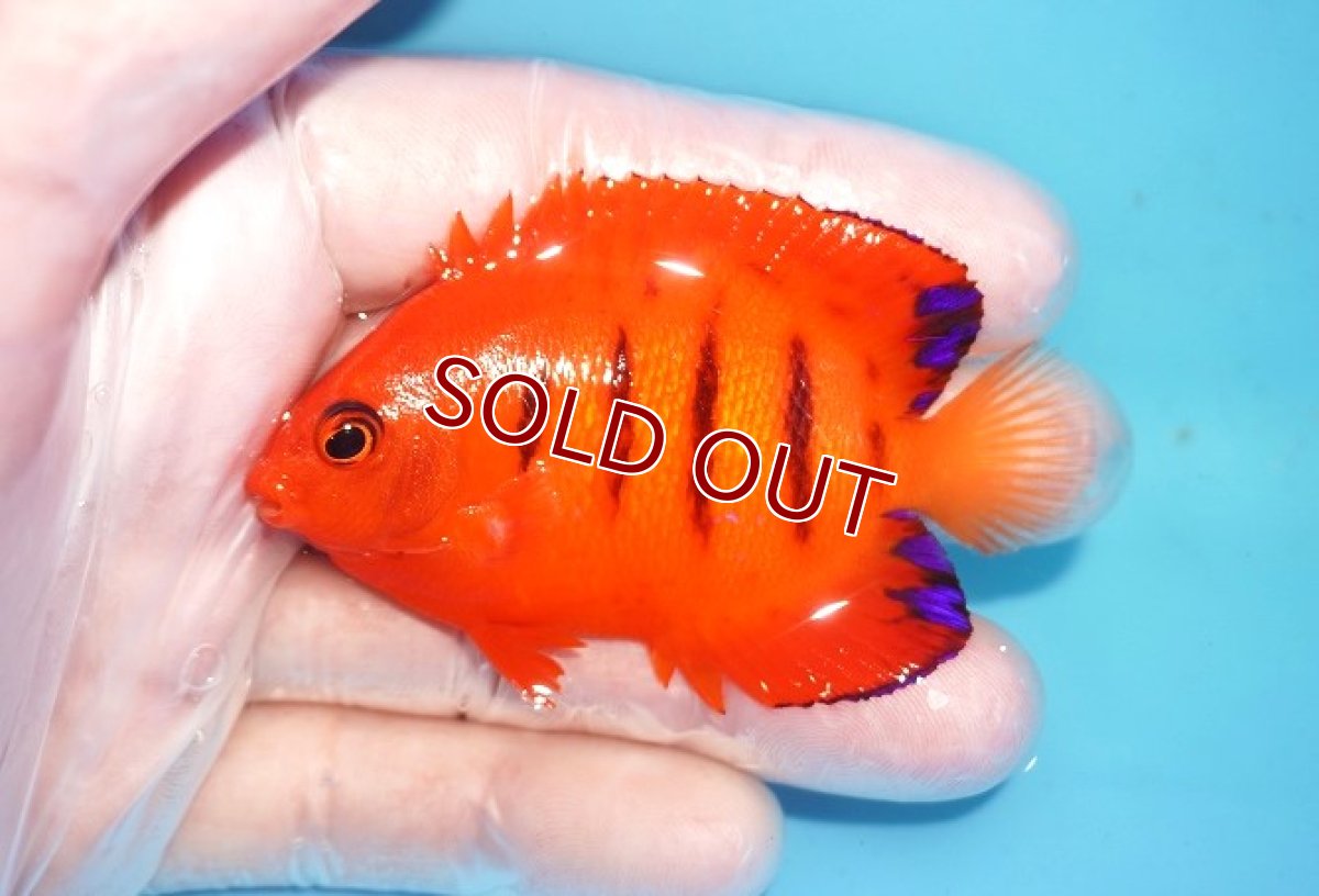 画像1: 【送料無料キャンペーン対象商品】【海水魚・ヤッコ】【通販】人工飼料OK♪【クリスマス島産】フレームエンゼル（L)(個体販売）（±8cm） No.14（生体）(海水魚) (1)