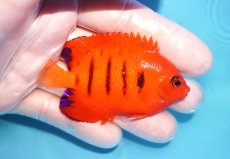 画像2: 【海水魚・ヤッコ】【通販】状態良好♪【クリスマス島産】フレームエンゼル（L）(個体販売）（±8cm） No.14（生体）(海水魚) (2)