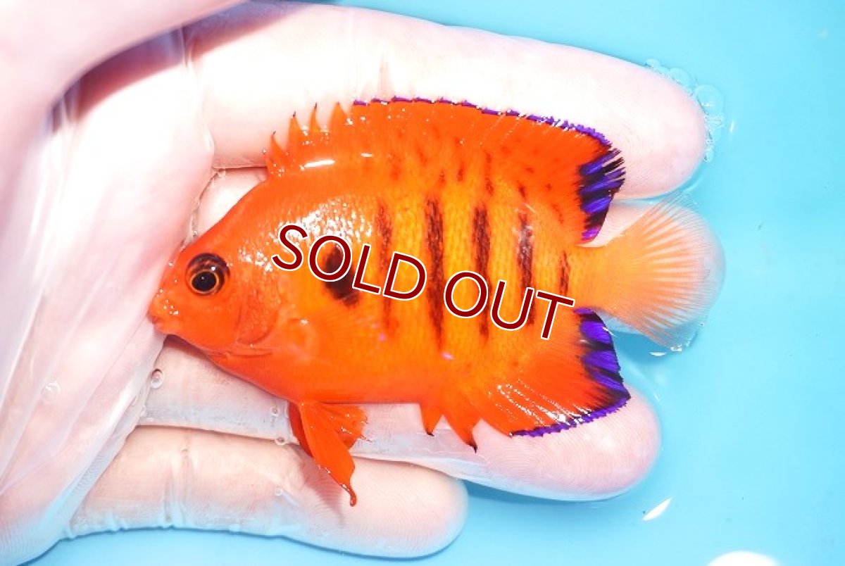 画像1: 【海水魚・ヤッコ】【通販】人工飼料OK♪【クリスマス島産】フレームエンゼル（L)(個体販売）（±8cm） No.15（生体）(海水魚) (1)