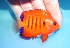 画像2: 【海水魚・ヤッコ】【通販】状態良好♪【クリスマス島産】フレームエンゼル（L）(個体販売）（±8cm） No.15（生体）(海水魚) (2)