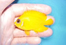 画像1: 【海水魚・ヤッコ】【通販】状態良好♪【クリスマス島産】レモンピール（M）(個体販売）（±6.5cm） No.1（生体）(海水魚) (1)