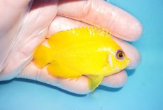 画像2: 【海水魚・ヤッコ】【通販】状態良好♪【クリスマス島産】レモンピール（M）(個体販売）（±6.5cm） No.1（生体）(海水魚) (2)