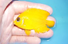 画像1: 【海水魚・ヤッコ】【通販】状態良好♪【クリスマス島産】レモンピール（M）(個体販売）（±6.5cm） No.2（生体）(海水魚) (1)