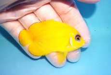画像2: 【海水魚・ヤッコ】【通販】状態良好♪【クリスマス島産】レモンピール（M）(個体販売）（±6.5cm） No.2（生体）(海水魚) (2)