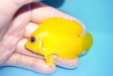 画像1: 【海水魚・ヤッコ】【通販】状態良好♪【クリスマス島産】レモンピール（ML）(個体販売）（±7cm） No.3（生体）(海水魚) (1)