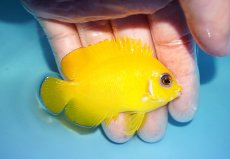 画像2: 【海水魚・ヤッコ】【通販】状態良好♪【クリスマス島産】レモンピール（ML）(個体販売）（±7cm） No.3（生体）(海水魚) (2)