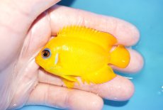 画像1: 【海水魚・ヤッコ】【通販】状態良好♪【クリスマス島産】レモンピール（ML）(個体販売）（±7cm） No.5（生体）(海水魚) (1)
