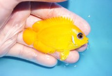 画像2: 【海水魚・ヤッコ】【通販】状態良好♪【クリスマス島産】レモンピール（ML）(個体販売）（±7cm） No.5（生体）(海水魚) (2)