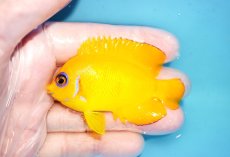 画像1: 【海水魚・ヤッコ】【通販】状態良好♪【クリスマス島産】レモンピール（ML）(個体販売）（±7cm） No.6（生体）(海水魚) (1)