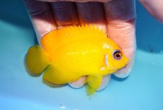 画像2: 【海水魚・ヤッコ】【通販】状態良好♪【クリスマス島産】レモンピール（ML）(個体販売）（±7cm） No.6（生体）(海水魚) (2)