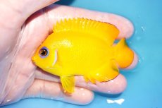 画像1: 【海水魚・ヤッコ】【通販】状態良好♪【クリスマス島産】レモンピール（ML）(個体販売）（±7.5cm） No.8（生体）(海水魚) (1)