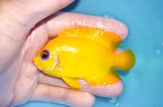 画像1: 【海水魚・ヤッコ】【通販】状態良好♪【クリスマス島産】レモンピール（L）(個体販売）（±8.5cm） No.9（生体）(海水魚) (1)