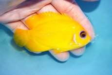画像2: 【海水魚・ヤッコ】【通販】状態良好♪【クリスマス島産】レモンピール（L）(個体販売）（±8.5cm） No.9（生体）(海水魚) (2)
