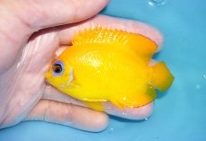画像1: 【海水魚・ヤッコ】【通販】状態良好♪【クリスマス島産】レモンピール（L）(個体販売）（±8cm） No.10（生体）(海水魚) (1)