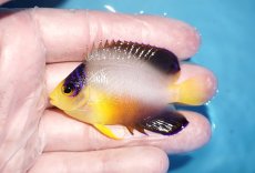 画像1: 【海水魚・ヤッコ】【通販】人工飼料OK♪マルチカラーエンゼル（M)(個体販売）（±6.5cm）No.1（生体）(海水魚) (1)
