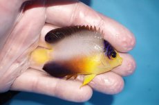 画像2: 【海水魚・ヤッコ】【通販】人工飼料OK♪マルチカラーエンゼル（M)(個体販売）（±6.5cm）No.1（生体）(海水魚) (2)