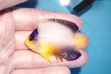 画像1: 【海水魚・ヤッコ】【通販】人工飼料OK♪マルチカラーエンゼル（M)(個体販売）（±6.5cm）No.2（生体）(海水魚) (1)