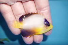 画像2: 【海水魚・ヤッコ】【通販】人工飼料OK♪マルチカラーエンゼル（M)(個体販売）（±6.5cm）No.2（生体）(海水魚) (2)