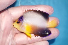 画像1: 【海水魚・ヤッコ】【通販】人工飼料OK♪マルチカラーエンゼル（M)(個体販売）（±7cm）No.3（生体）(海水魚) (1)