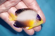 画像2: 【海水魚・ヤッコ】【通販】人工飼料OK♪マルチカラーエンゼル（M)(個体販売）（±7cm）No.3（生体）(海水魚) (2)