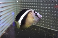 画像1: 【海水魚・ヤッコ】【通販】状態良好！人工飼料OK♪グリフィスエンゼル（SM)(個体販売）（±7cm）No.1（生体）(海水魚) (1)