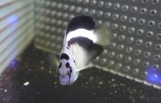 画像2: 【海水魚・ヤッコ】【通販】状態良好！人工飼料OK♪グリフィスエンゼル（SM)(個体販売）（±7cm）No.1（生体）(海水魚) (2)
