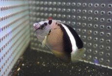 画像3: 【海水魚・ヤッコ】【通販】状態良好！人工飼料OK♪グリフィスエンゼル（SM)(個体販売）（±7cm）No.1（生体）(海水魚) (3)