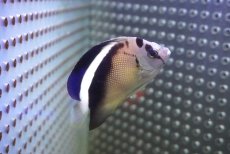 画像5: 【海水魚・ヤッコ】【通販】状態良好！人工飼料OK♪グリフィスエンゼル（SM)(個体販売）（±7cm）No.1（生体）(海水魚) (5)