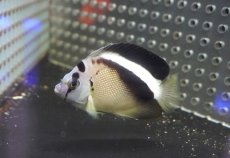 画像6: 【海水魚・ヤッコ】【通販】状態良好！人工飼料OK♪グリフィスエンゼル（SM)(個体販売）（±7cm）No.1（生体）(海水魚) (6)