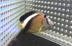 画像1: 【海水魚・ヤッコ】【通販】状態良好！人工飼料OK♪グリフィスエンゼル（SM)(個体販売）（±8cm）No.2（生体）(海水魚) (1)