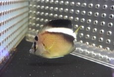 画像2: 【海水魚・ヤッコ】【通販】状態良好！人工飼料OK♪グリフィスエンゼル（SM)(個体販売）（±8cm）No.2（生体）(海水魚) (2)