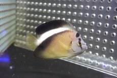画像3: 【海水魚・ヤッコ】【通販】状態良好！人工飼料OK♪グリフィスエンゼル（SM)(個体販売）（±8cm）No.2（生体）(海水魚) (3)