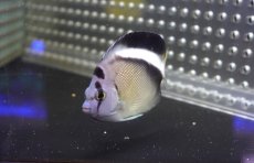 画像4: 【海水魚・ヤッコ】【通販】状態良好！人工飼料OK♪グリフィスエンゼル（SM)(個体販売）（±8cm）No.2（生体）(海水魚) (4)
