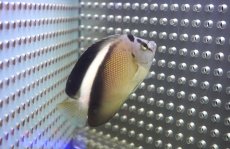 画像5: 【海水魚・ヤッコ】【通販】状態良好！人工飼料OK♪グリフィスエンゼル（SM)(個体販売）（±8cm）No.2（生体）(海水魚) (5)